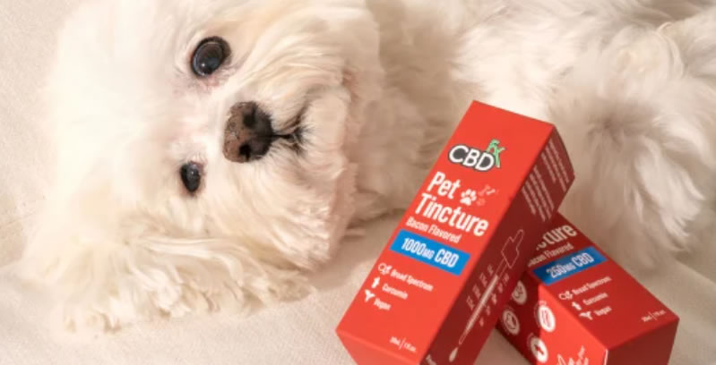 CBD for Pets' Pain: A Natural Solution for Your Furry Friends