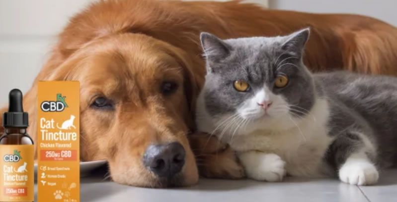 Paws & Relax: The Purr-fect Guide to CBD for Cats & Dogs